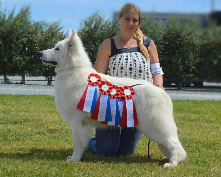 Kosma House Ibard Forester, a White Shepherd tested with EmbarkVet.com