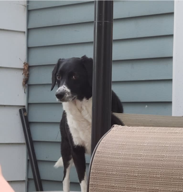 Sadie, a Beagle and Border Collie mix tested with EmbarkVet.com