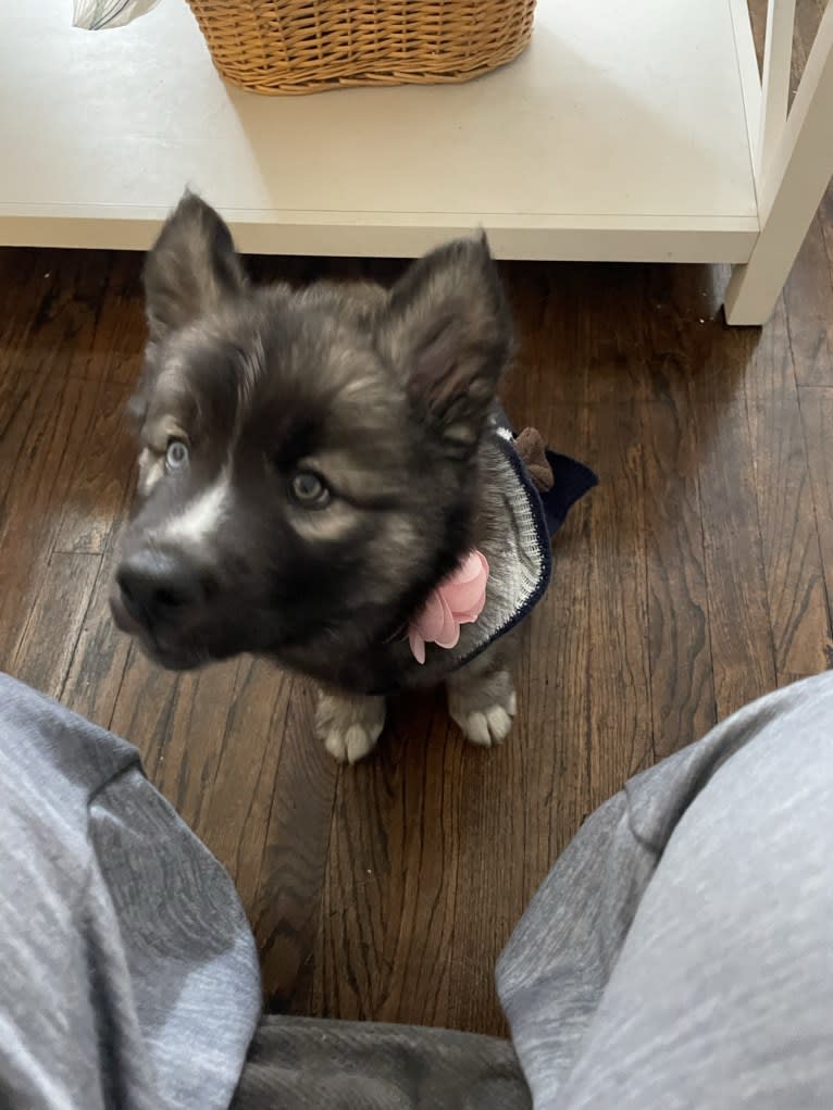 Nymeriah Raine 🌈🌧️, a Siberian Husky tested with EmbarkVet.com