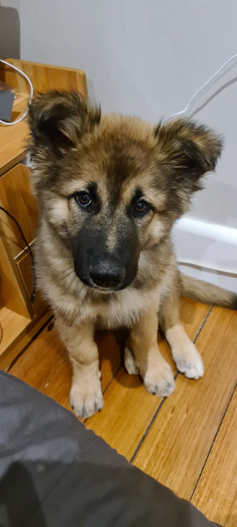 Tinos, a German Shepherd Dog and Alaskan Malamute mix tested with EmbarkVet.com