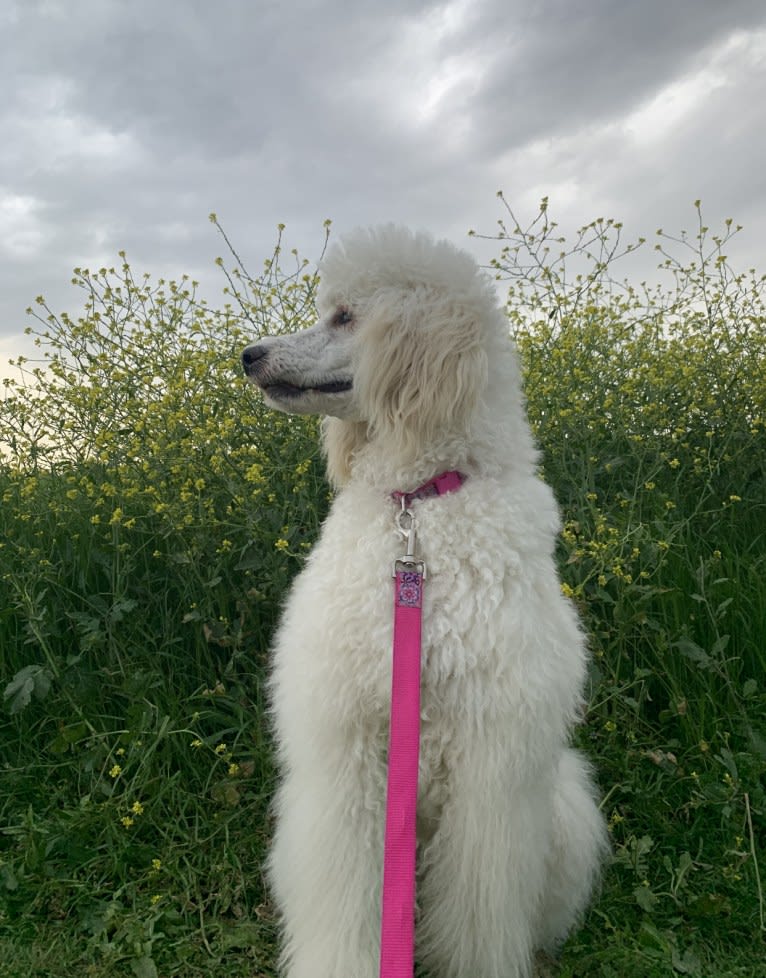 Bella, a Poodle (Standard) tested with EmbarkVet.com