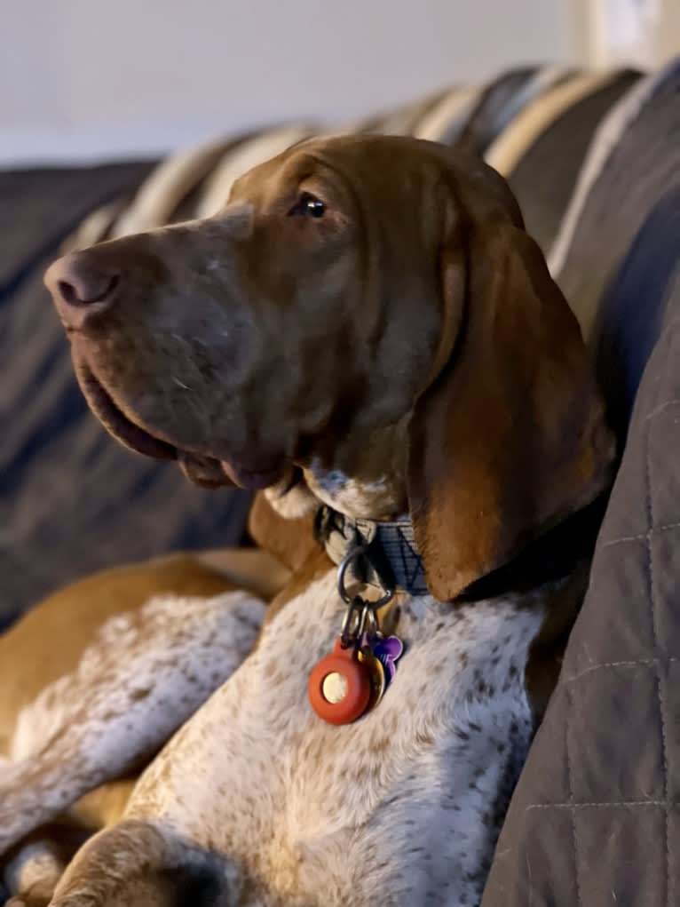 Archie, a Bracco Italiano tested with EmbarkVet.com