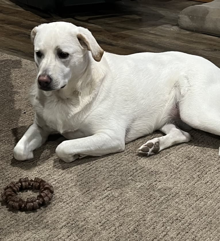 Maizee, a Great Pyrenees and German Shepherd Dog mix tested with EmbarkVet.com