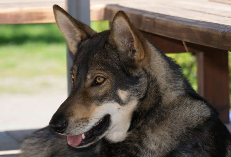 Jorah, a Siberian Husky and German Shepherd Dog mix tested with EmbarkVet.com