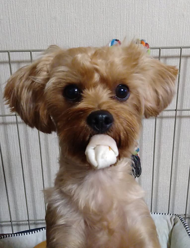 MAX, a Yorkshire Terrier and Shih Tzu mix tested with EmbarkVet.com