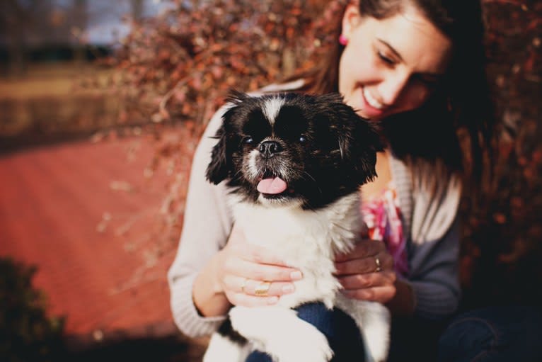 Louie Bear, a Pekingese tested with EmbarkVet.com