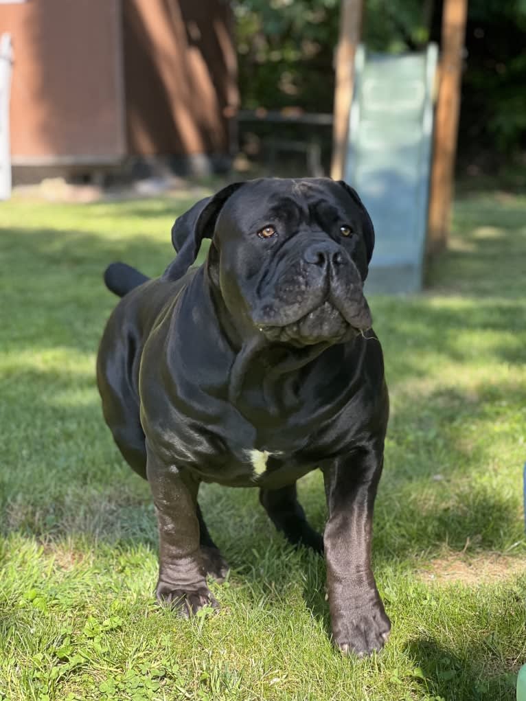 Jabali Boland, a Boerboel tested with EmbarkVet.com