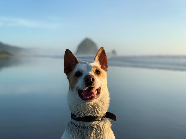 Bette, an Australian Cattle Dog and Chow Chow mix tested with EmbarkVet.com