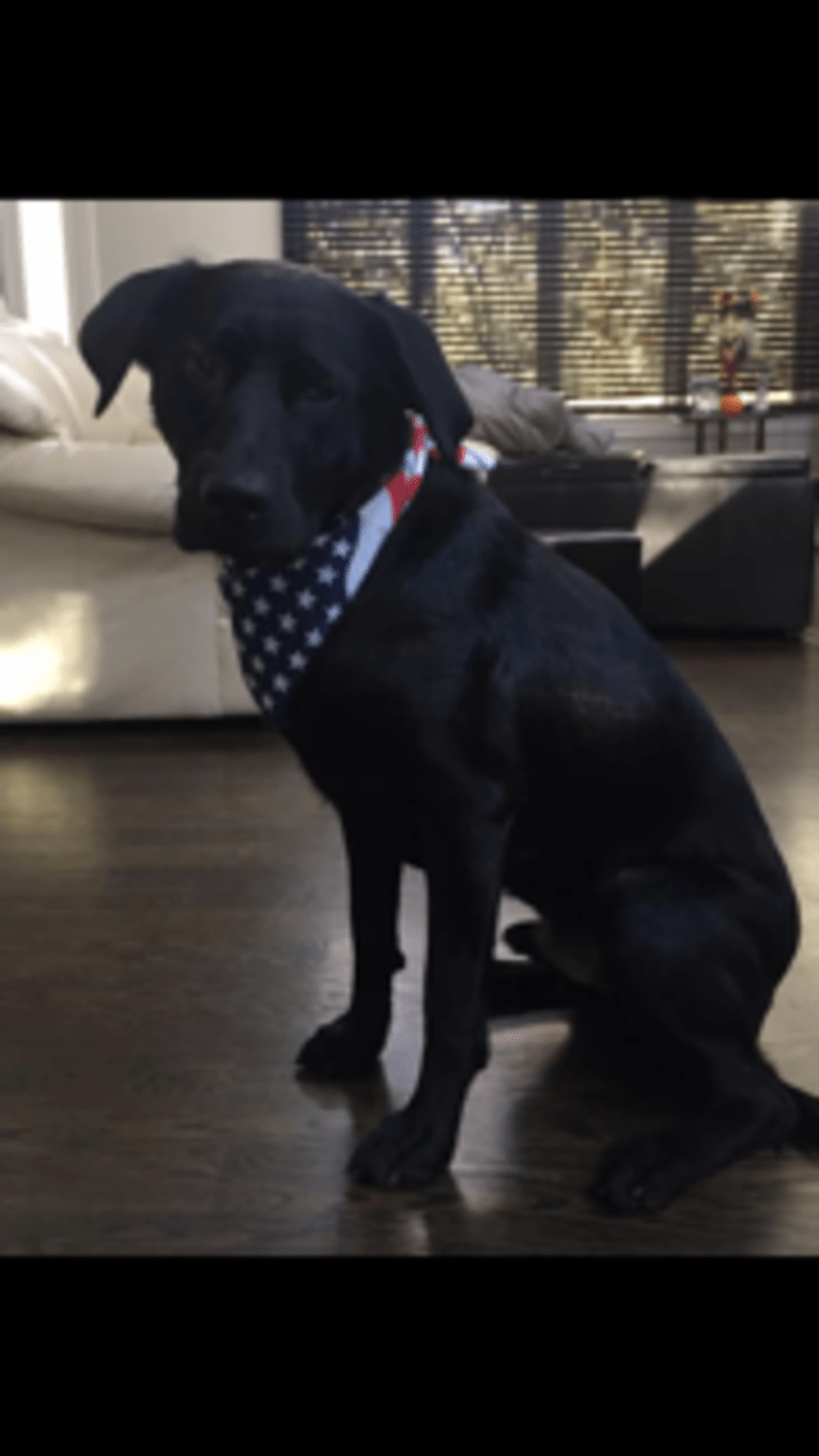 Rocco, a Labrador Retriever and Border Collie mix tested with EmbarkVet.com