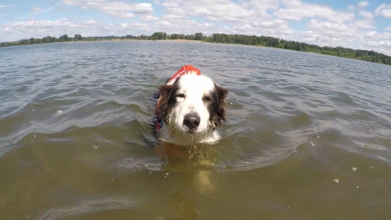 Marvin, an Australian Shepherd and Australian Cattle Dog mix tested with EmbarkVet.com