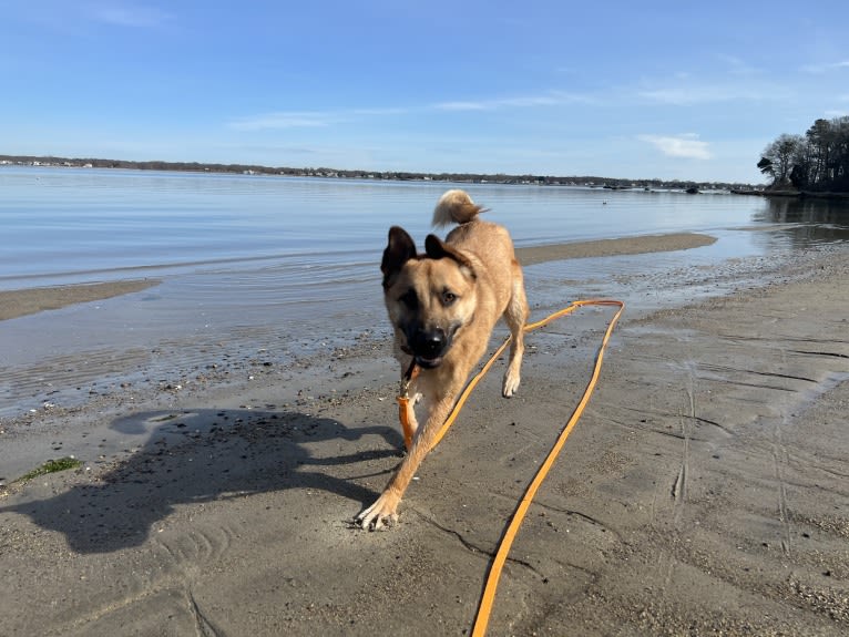 Everhett, a German Shepherd Dog and Australian Cattle Dog mix tested with EmbarkVet.com