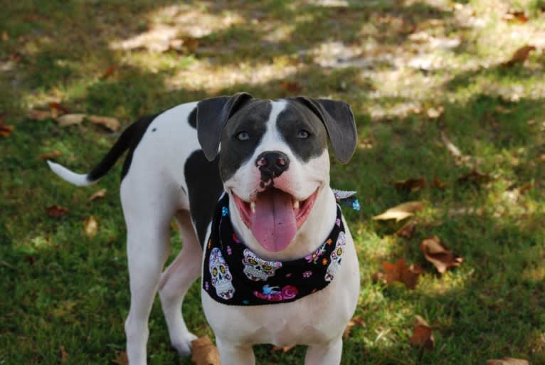 Cypress, an American Bully and American Pit Bull Terrier mix tested with EmbarkVet.com