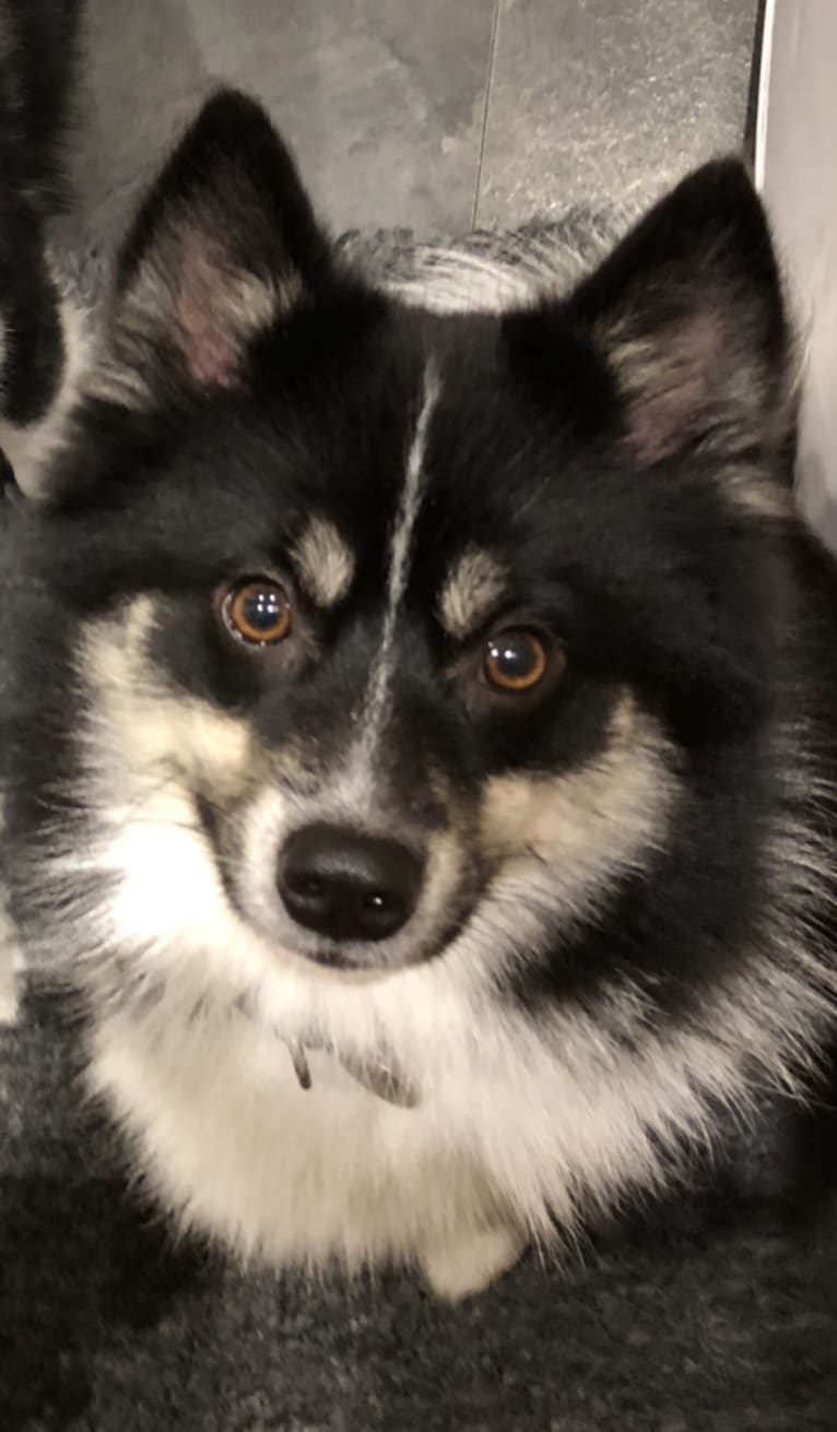 Jett, a Pomsky tested with EmbarkVet.com