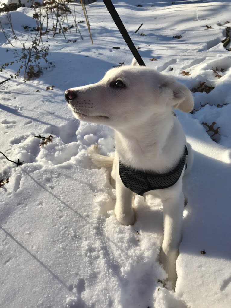 Atlas, an Australian Cattle Dog and Siberian Husky mix tested with EmbarkVet.com