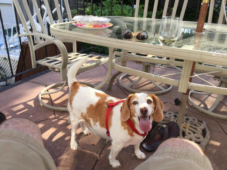 Tucker, a Beagle tested with EmbarkVet.com