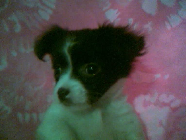 Emi-Lu, a Pomchi (15.8% unresolved) tested with EmbarkVet.com
