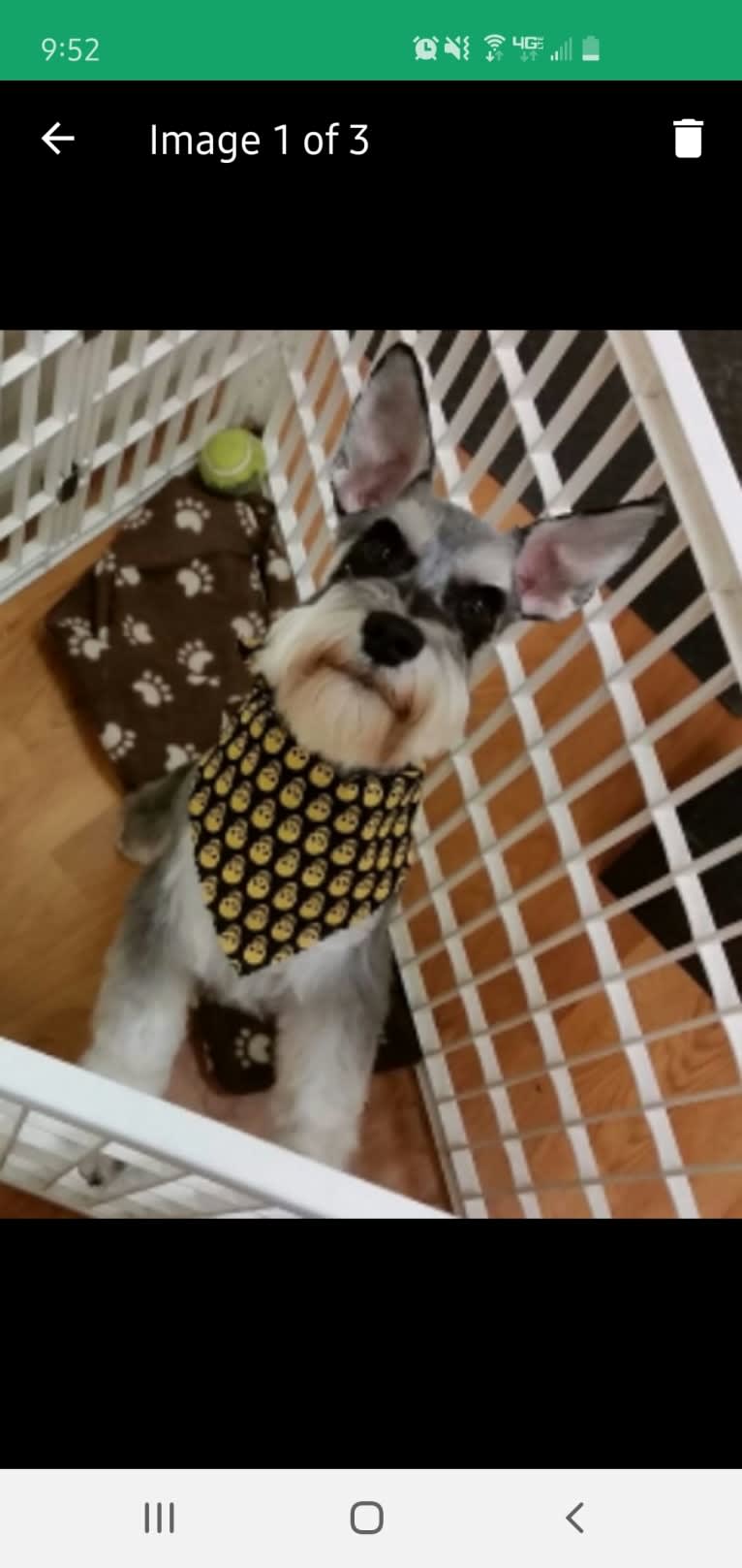 Sawyer, a Miniature Schnauzer tested with EmbarkVet.com