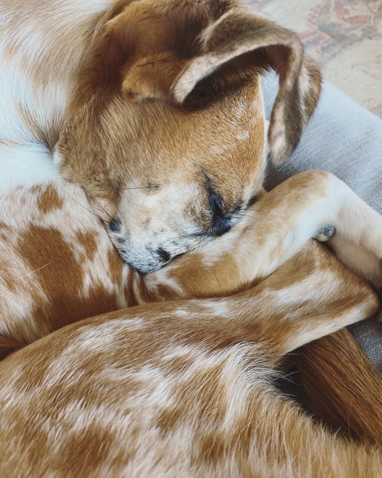 Olive, a Great Dane and Great Pyrenees mix tested with EmbarkVet.com