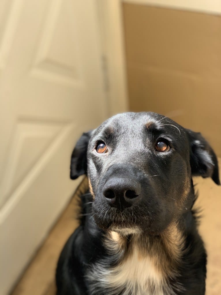 Smokey, a Labrador Retriever and Border Collie mix tested with EmbarkVet.com