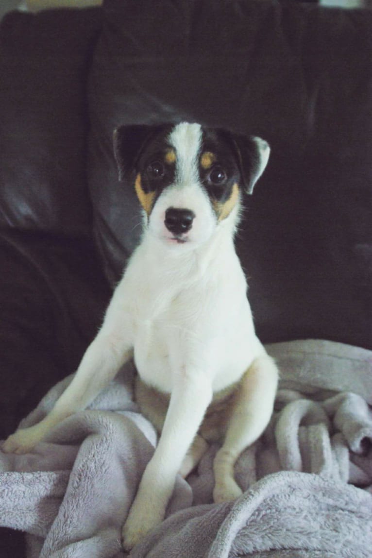 Hef, a Russell-type Terrier tested with EmbarkVet.com