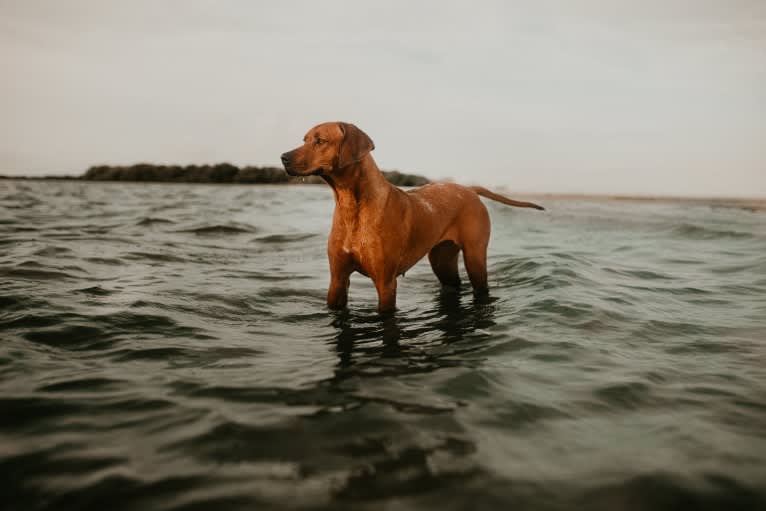 CH Dykumos Autumn Rose Rayleigh Scattered Skies TKN, FDC,ATT, a Rhodesian Ridgeback tested with EmbarkVet.com