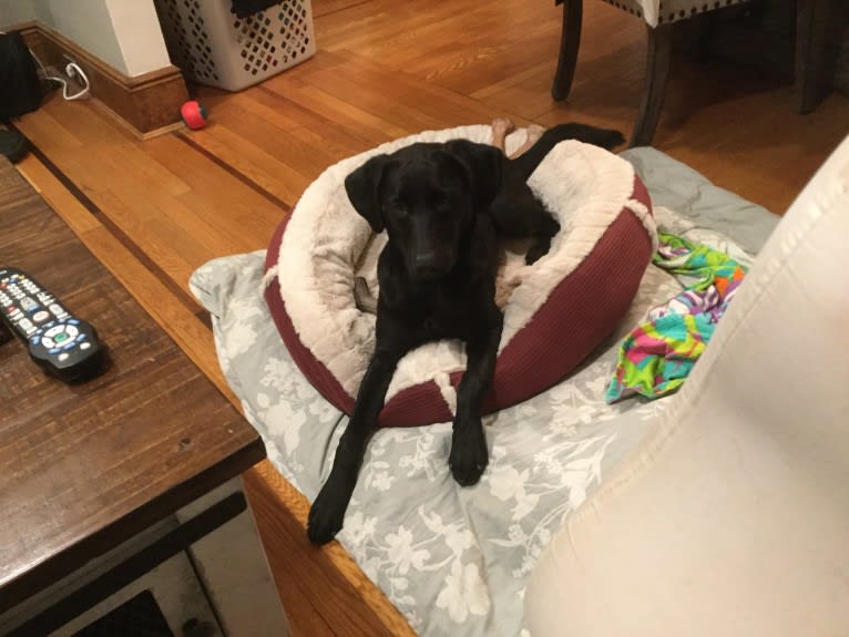 Cindy Lou, a Labrador Retriever and Border Collie mix tested with EmbarkVet.com