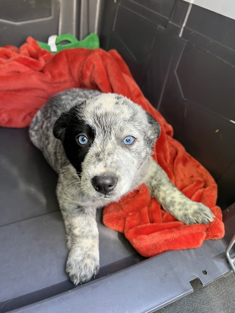 Monster X, an Australian Cattle Dog tested with EmbarkVet.com