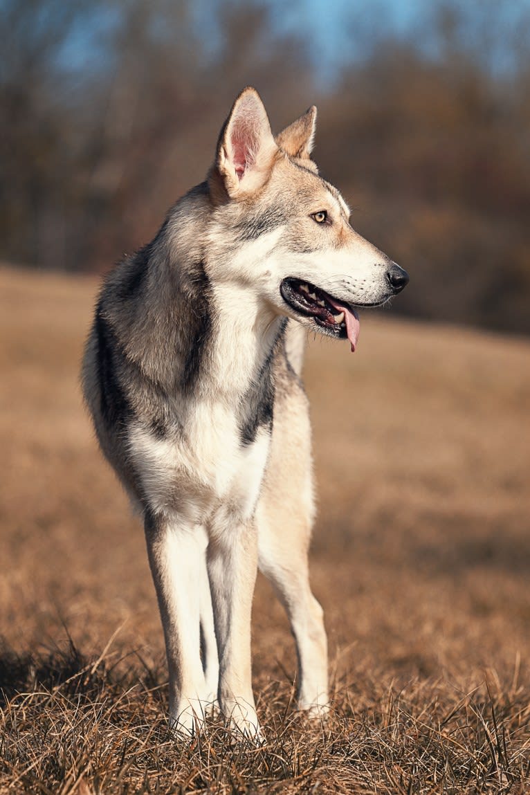 Cyrian Corvo Netis Tala, a Saarloos Wolfdog tested with EmbarkVet.com