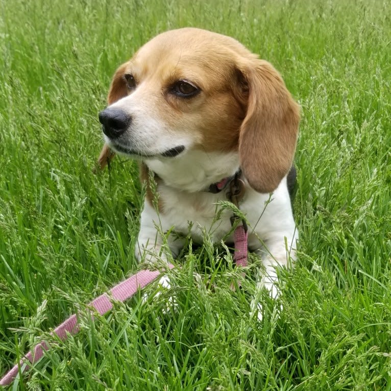 Libby, a Beagle tested with EmbarkVet.com