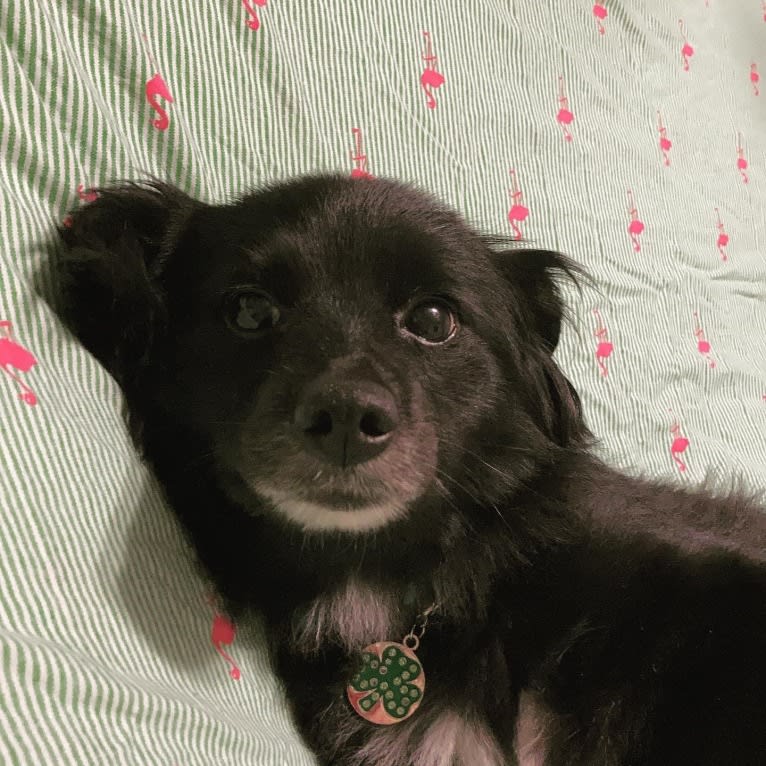 Ellie, a Pomeranian and Poodle (Small) mix tested with EmbarkVet.com