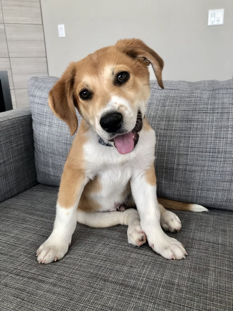Bear, a Great Pyrenees and Australian Cattle Dog mix tested with EmbarkVet.com