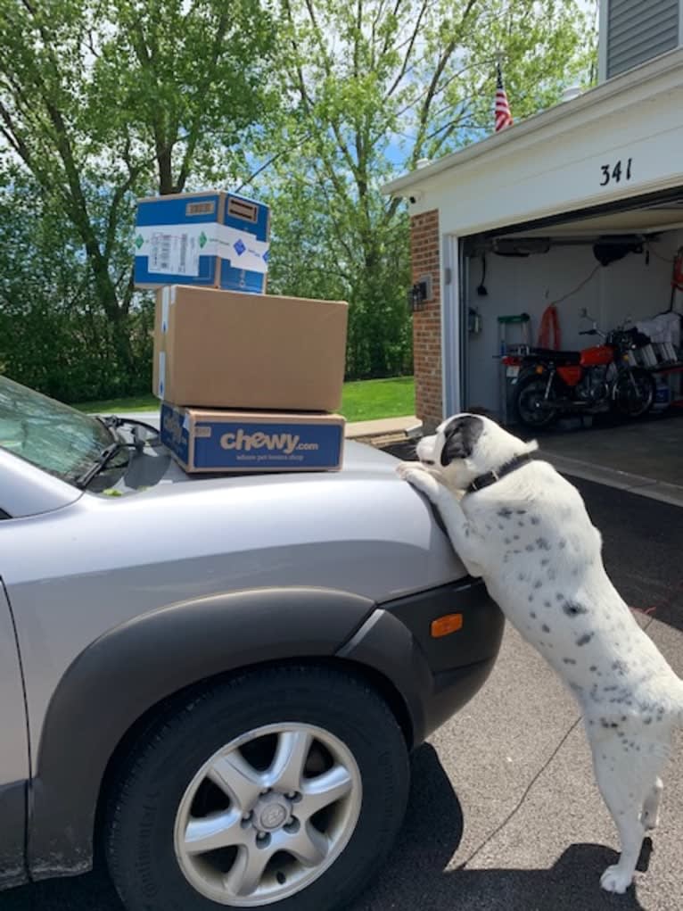 RIVER, a Great Pyrenees and Boxer mix tested with EmbarkVet.com