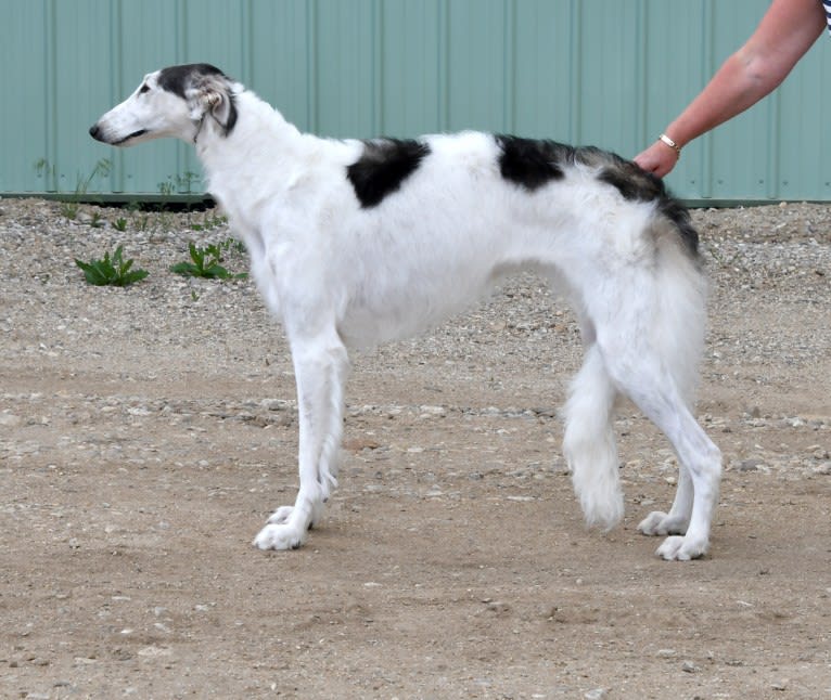 Dicah, a Borzoi tested with EmbarkVet.com