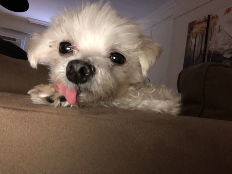 Cloud, a Maltese tested with EmbarkVet.com