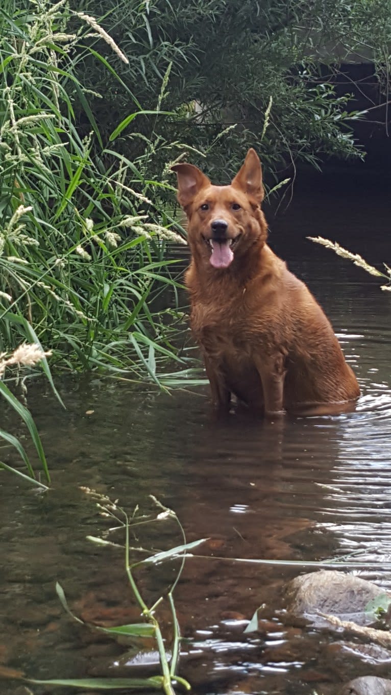 Brownie, an Australian Shepherd and Border Collie mix tested with EmbarkVet.com