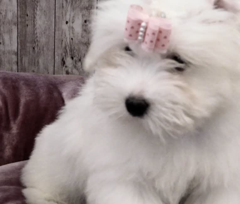 Mi-Toi’s Rag Doll (Muneca), a Coton de Tulear tested with EmbarkVet.com