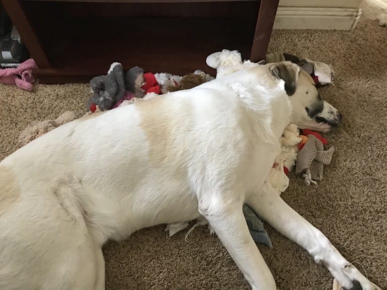 Rocket, an Anatolian Shepherd Dog tested with EmbarkVet.com