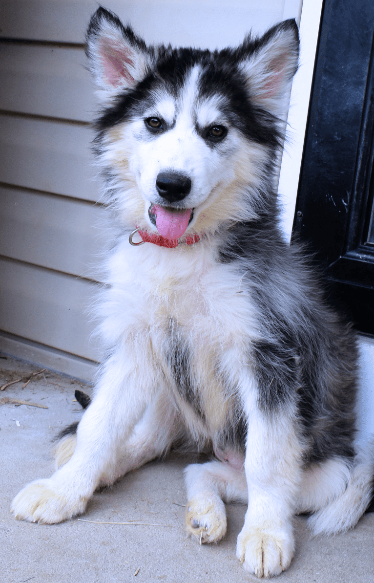 Insky, a Siberian Husky and German Shepherd Dog mix tested with EmbarkVet.com