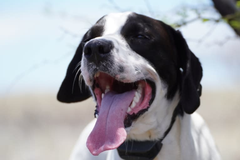 El Guapo, a Brittany and Catahoula Leopard Dog mix tested with EmbarkVet.com