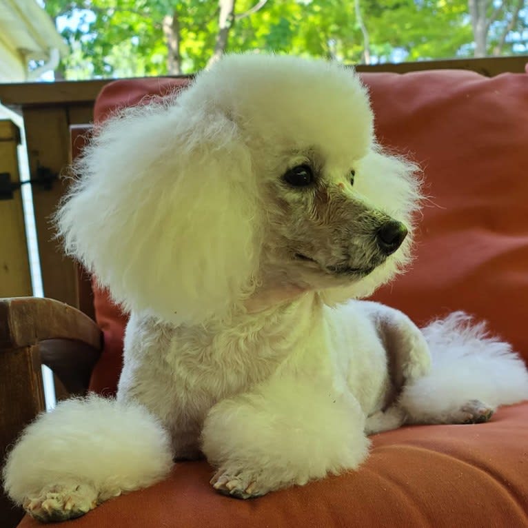 Lilo, a Poodle (Small) tested with EmbarkVet.com