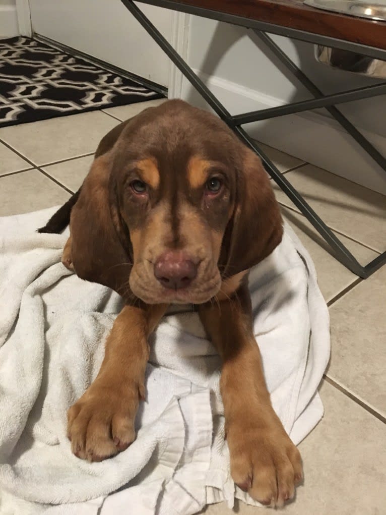 Hank, a Bloodhound and Labrador Retriever mix tested with EmbarkVet.com