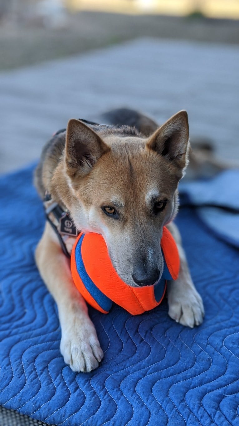 Loki, a German Shepherd Dog and Siberian Husky mix tested with EmbarkVet.com