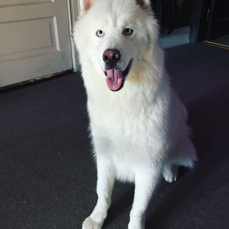 Ghost, a Siberian Husky tested with EmbarkVet.com