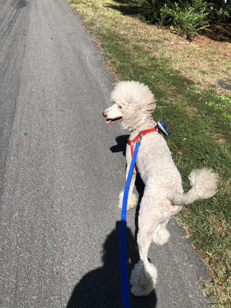 Leo, a Poodle (Standard) tested with EmbarkVet.com