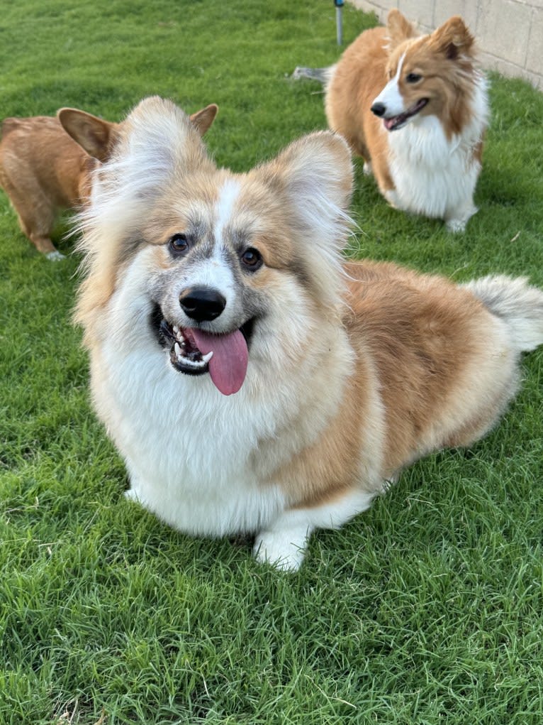 Hagrid, a Pembroke Welsh Corgi tested with EmbarkVet.com
