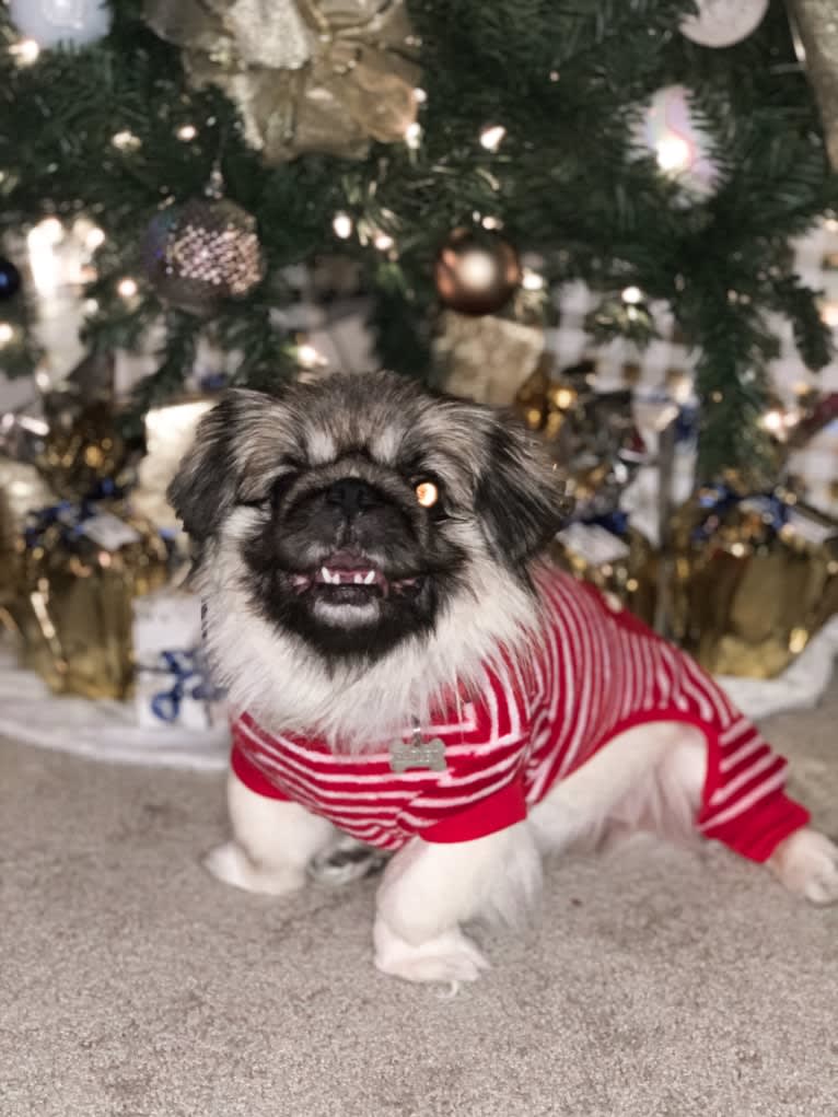 Harley, a Pekingese tested with EmbarkVet.com