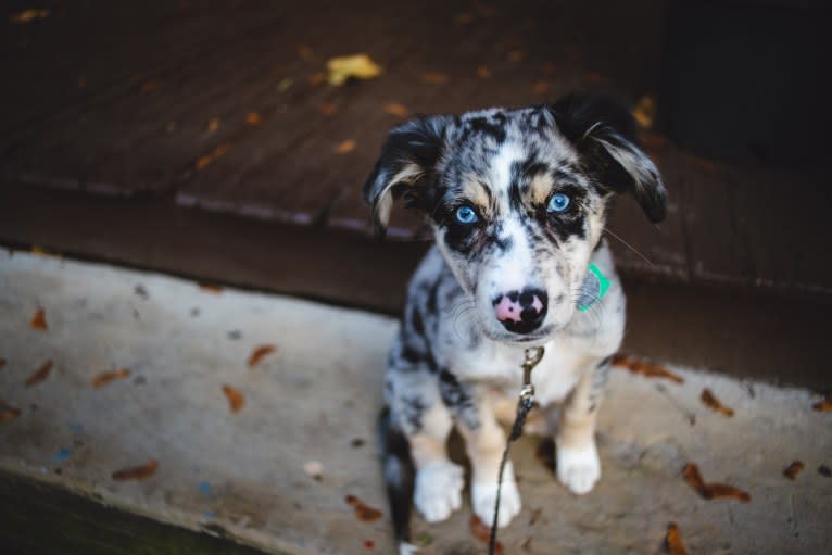 Willow, an Australian Shepherd and Miniature/MAS-type Australian Shepherd mix tested with EmbarkVet.com