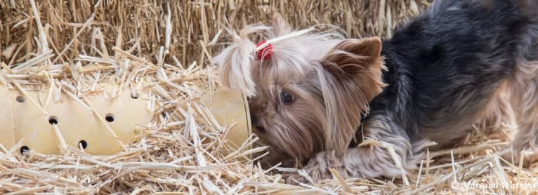 Bea, a Yorkshire Terrier tested with EmbarkVet.com