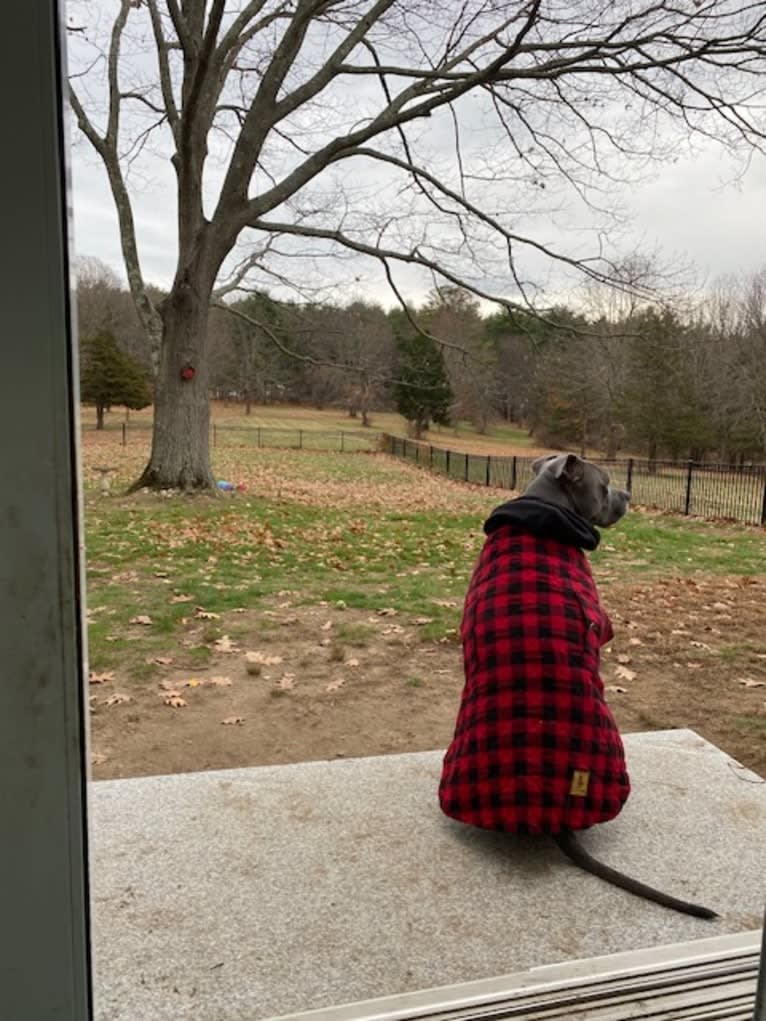 Wallace, a Staffordshire Terrier tested with EmbarkVet.com