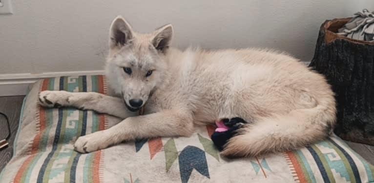 Valefor a dog tested with EmbarkVet.com